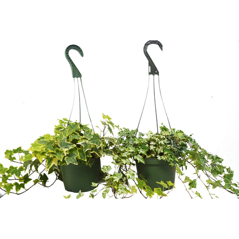 2 English Ivy variety pack, 6-inch hanging pot