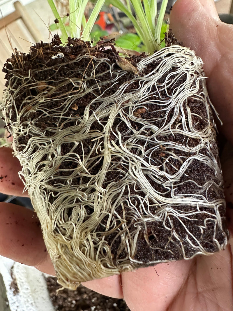 Load image into Gallery viewer, Seedling &amp; Propagation Mix
