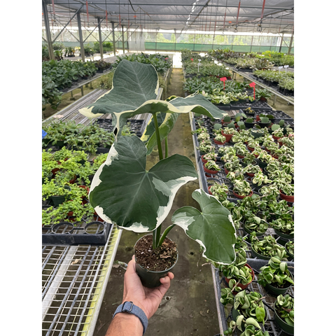 Alocasia Mickey Mouse variegated
