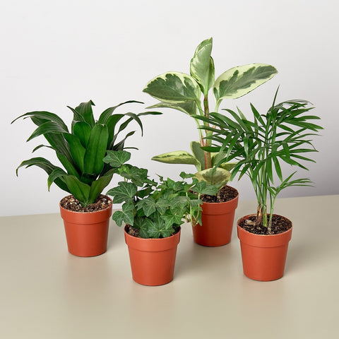 3-inch tropical plant variety bundle