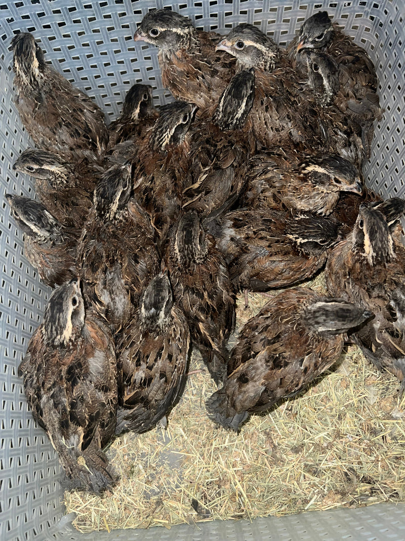 Load image into Gallery viewer, Georgia Giant Quail Hatching Eggs

