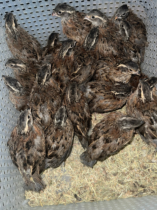 Georgia Giant Quail Hatching Eggs