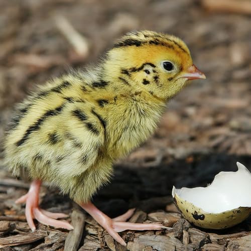 Load image into Gallery viewer, Coturnix Quail Fertile Hatching Eggs, 12 Count, Carefully Sourced and Selected for Quality, Ideal for Incubation and Sustainable Egg Hatching from Family Farms and Hatcheries picked daily fresh
