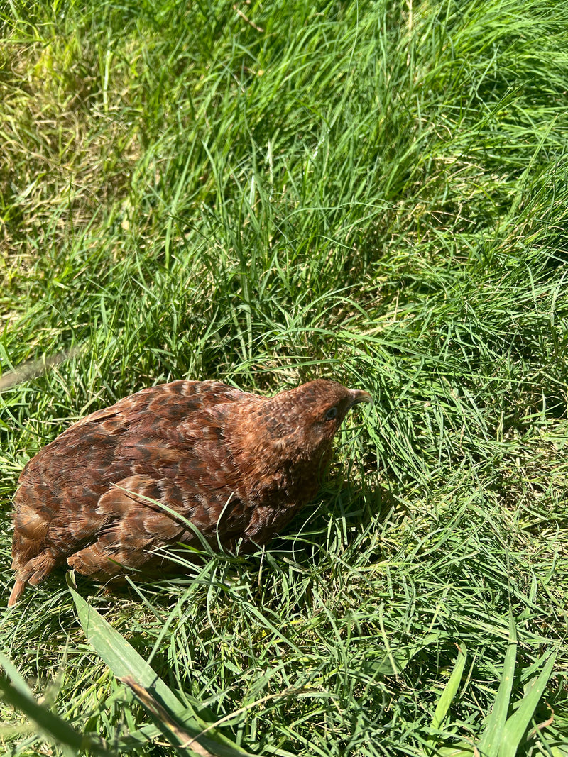 Load image into Gallery viewer, Red Range Coturnix Quail Hatching Eggs
