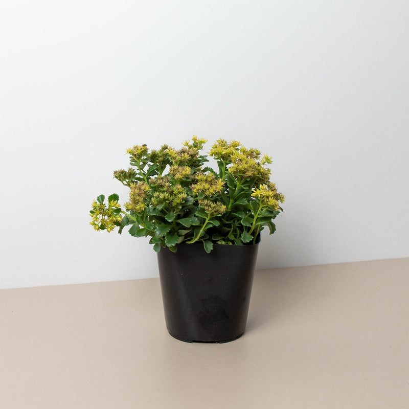 Load image into Gallery viewer, Sedum Little Miss Sunshine
