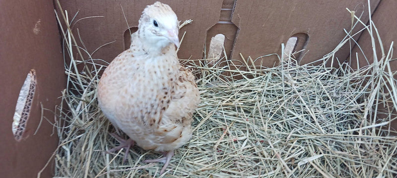 Load image into Gallery viewer, Jumbo Italian Quail Hatching Eggs
