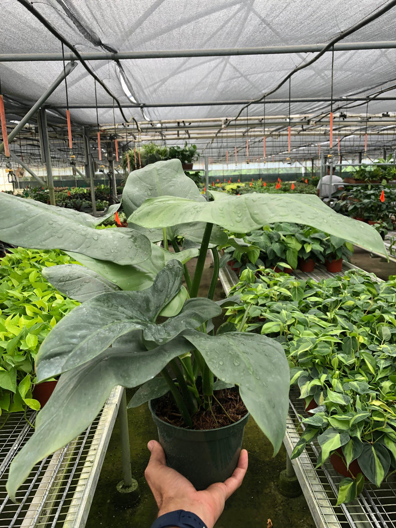 Load image into Gallery viewer, Philodendron 'Silver Sword'
