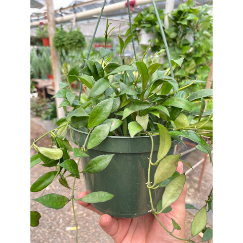 Hoya Lacunosa