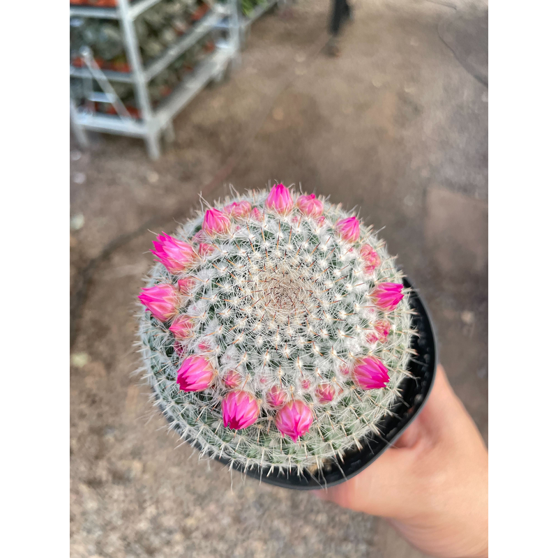 Load image into Gallery viewer, Mammillaria Hahniana Cactus
