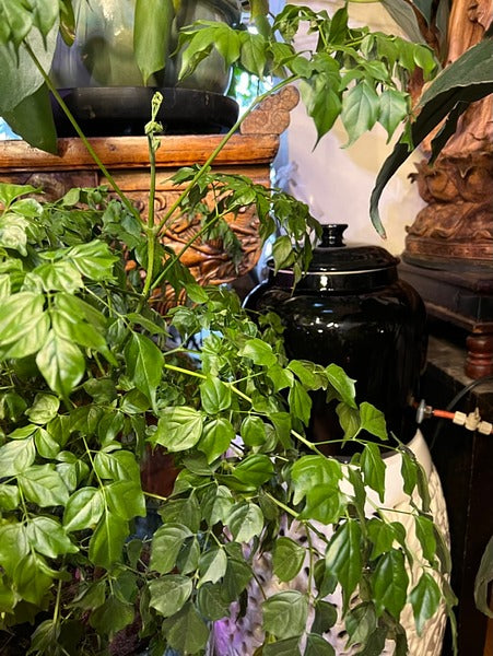 2-month Vacation Watering Kit, additional product view 2