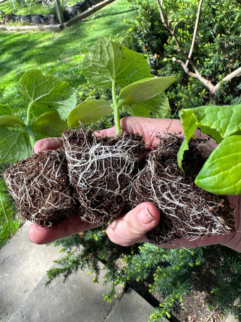 Load image into Gallery viewer, Seedling &amp; Propagation Mix
