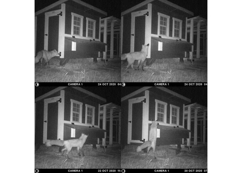 Load image into Gallery viewer, Medium Chicken Coop - Up to 10 Chickens
