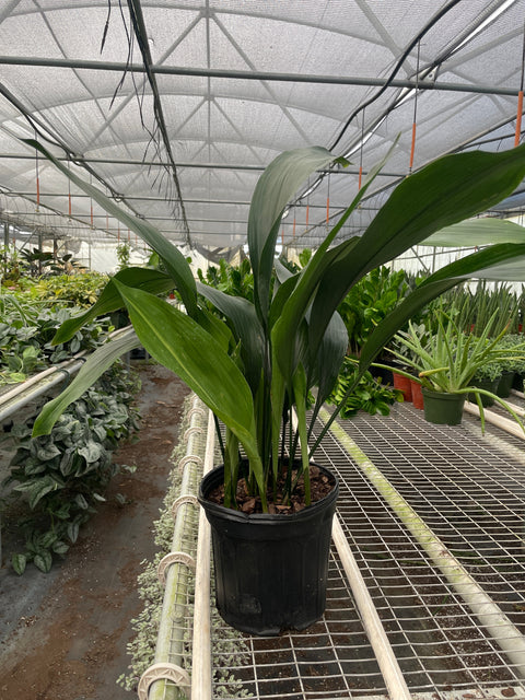 Aspidistra Cast Iron plant