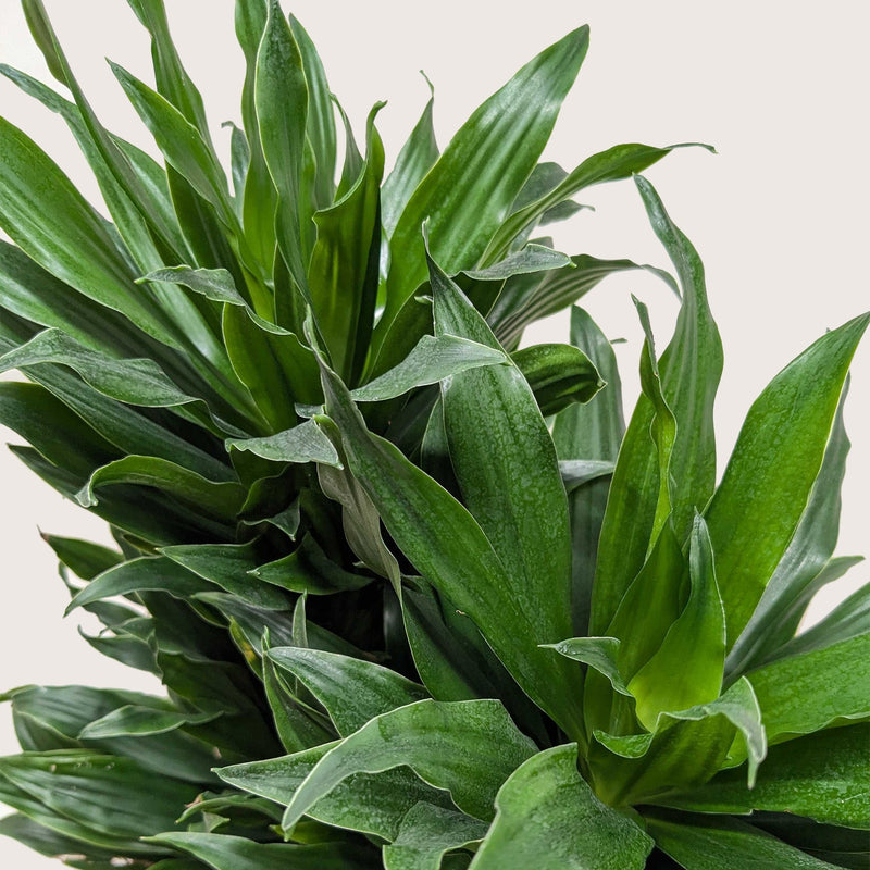 Load image into Gallery viewer, Dracaena 'Janet Craig'
