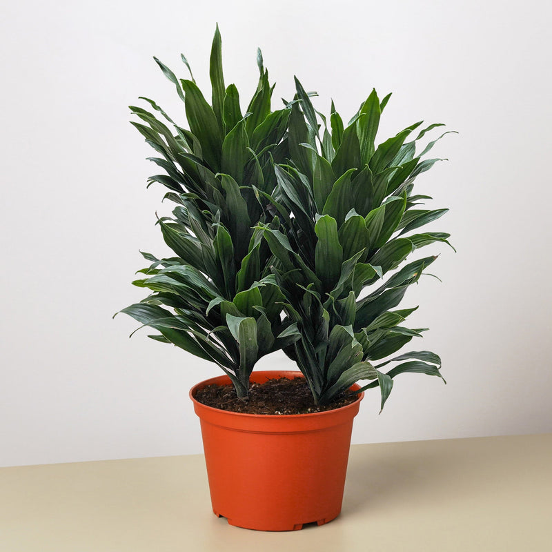 Load image into Gallery viewer, Dracaena 'Janet Craig'
