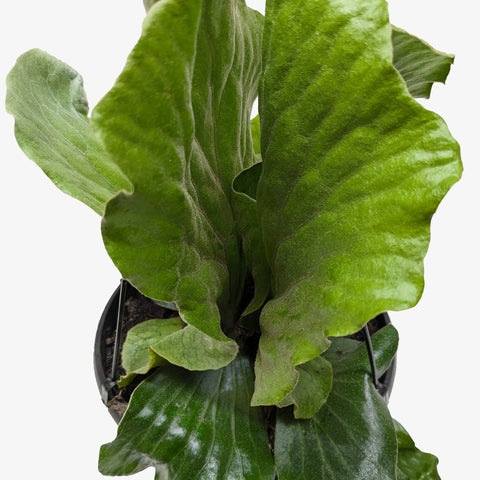 Fern 'Elephant', additional product view 2