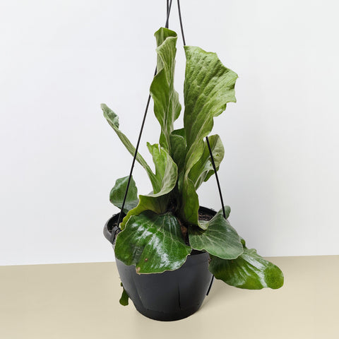 Elephant fern