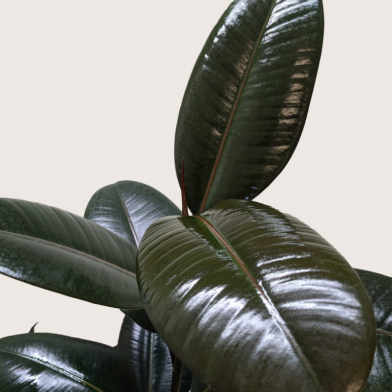 Load image into Gallery viewer, Ficus Elastica 'Burgundy'
