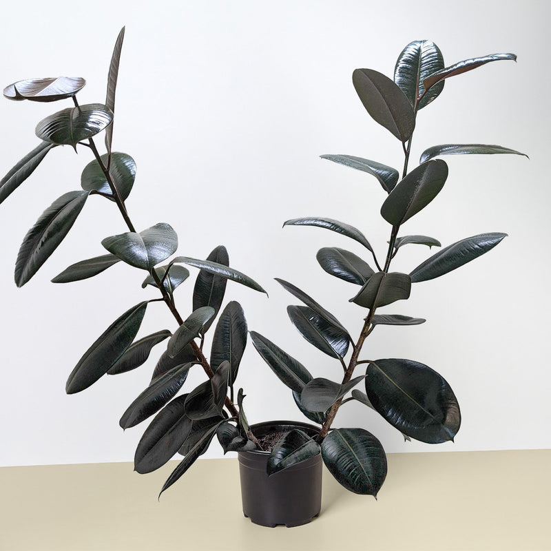Load image into Gallery viewer, Ficus Elastica 'Burgundy'
