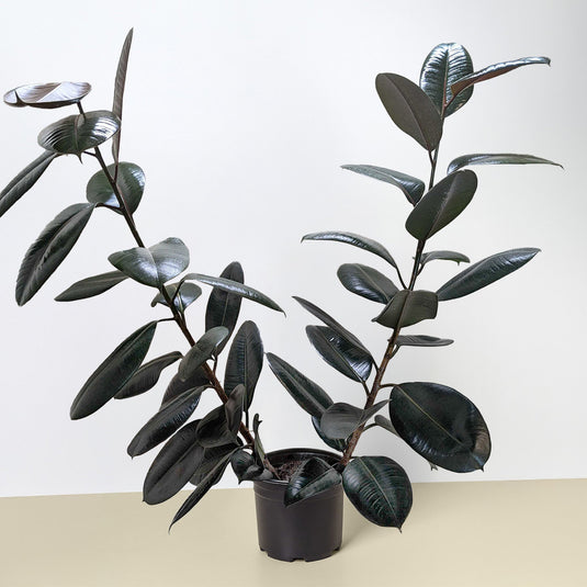 Ficus Elastica 'Burgundy'