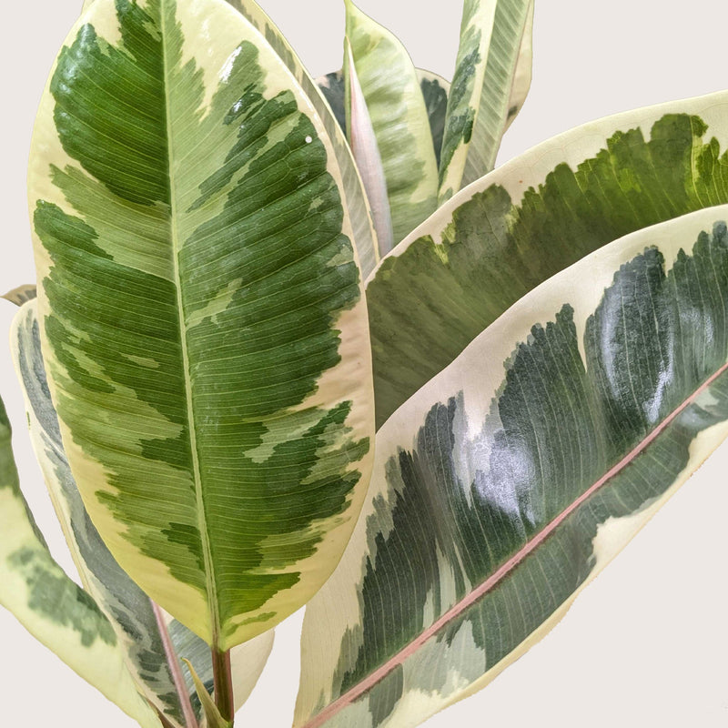 Load image into Gallery viewer, Ficus Elastica 'Tineke'

