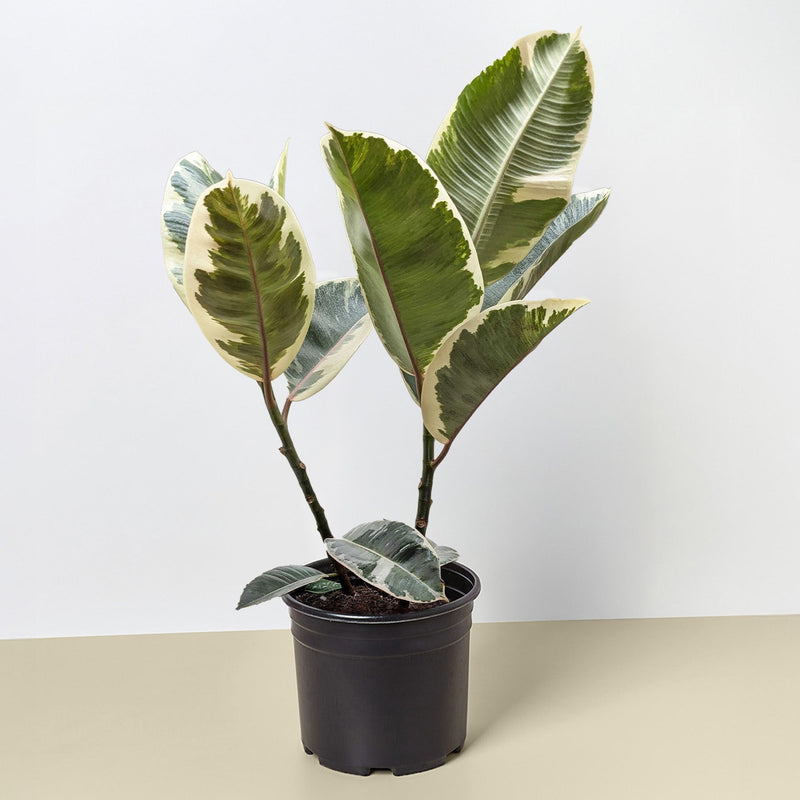 Load image into Gallery viewer, Ficus Elastica 'Tineke'
