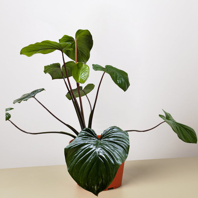Load image into Gallery viewer, Homalomena 'Emerald Gem'

