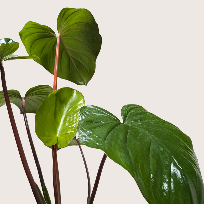 Load image into Gallery viewer, Homalomena 'Emerald Gem'
