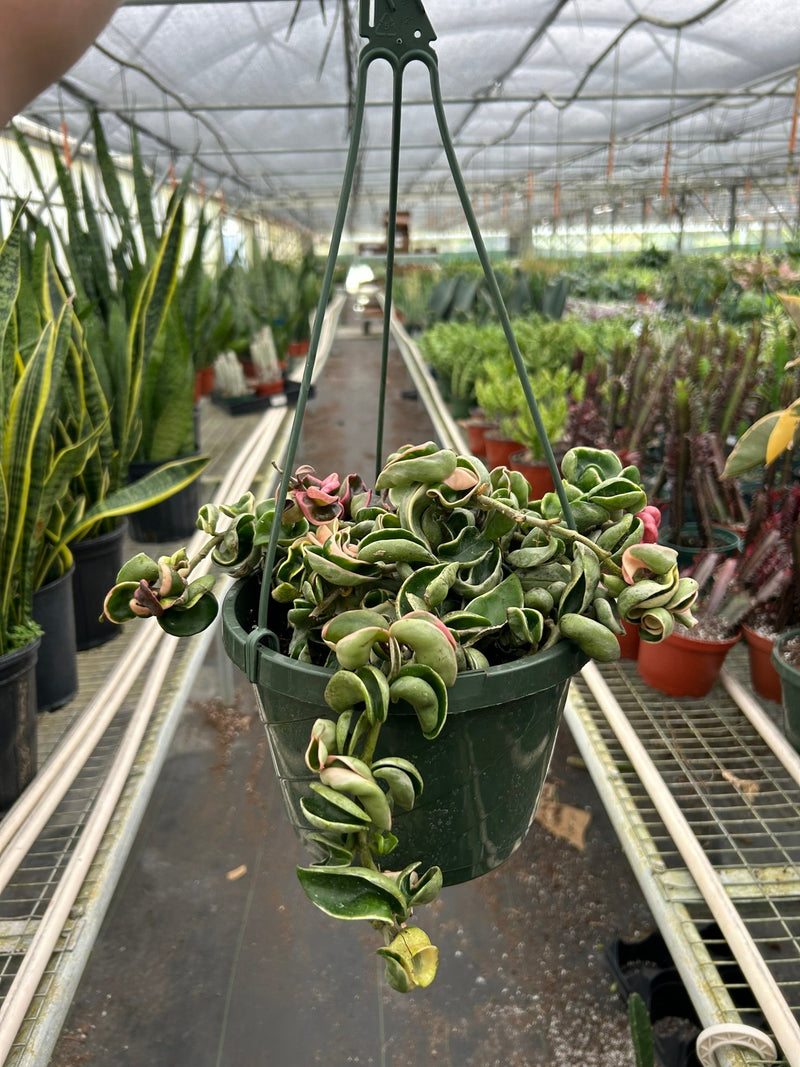 Load image into Gallery viewer, Hoya 'Rope Plant' Variegated
