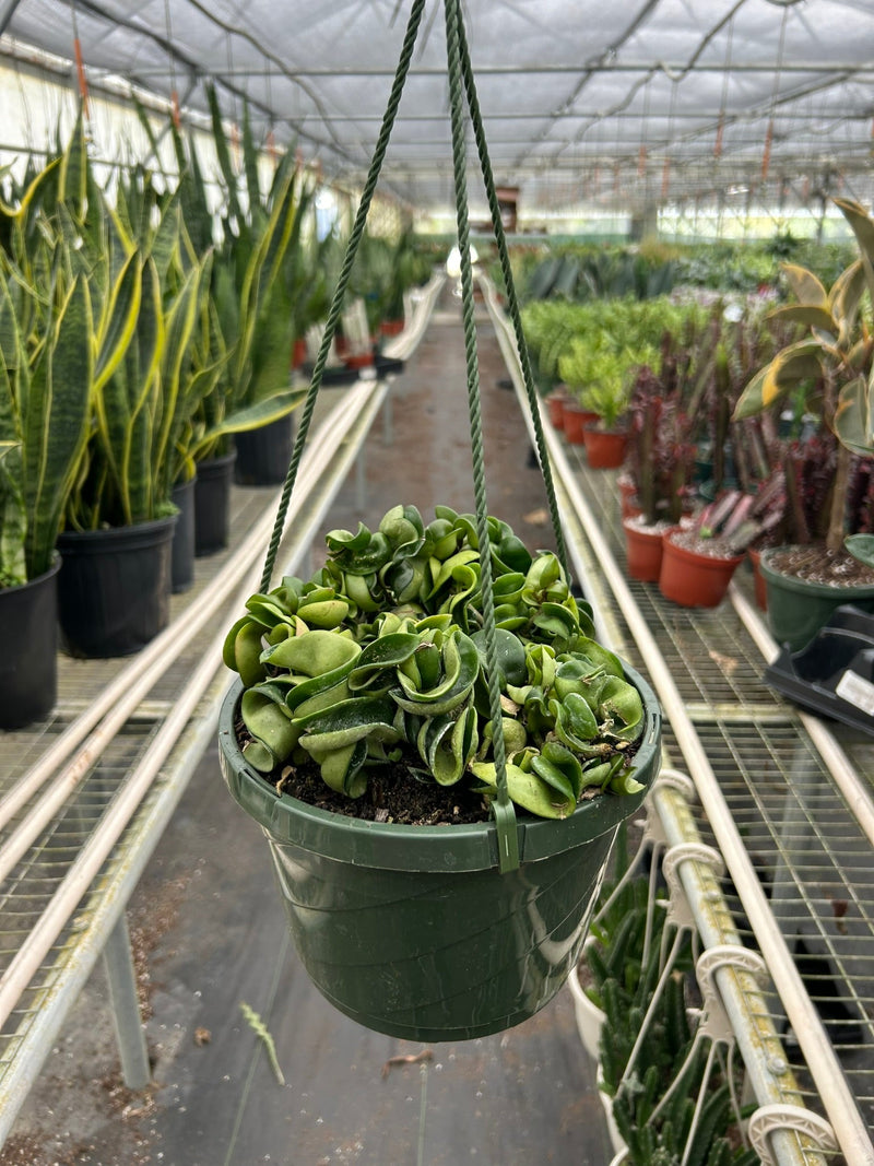 Load image into Gallery viewer, Hoya Rope Plant
