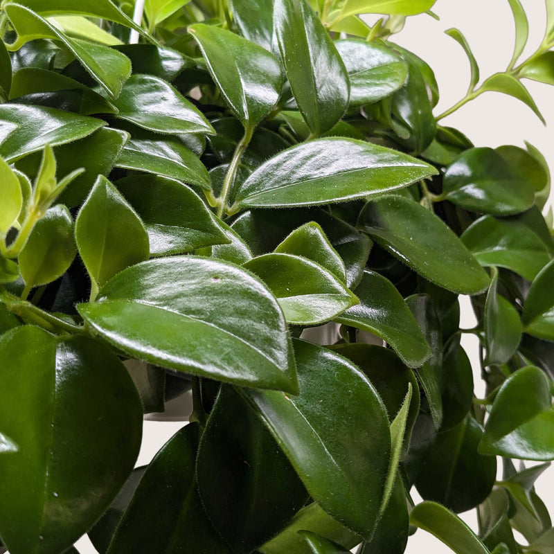 Load image into Gallery viewer, Lipstick Plant
