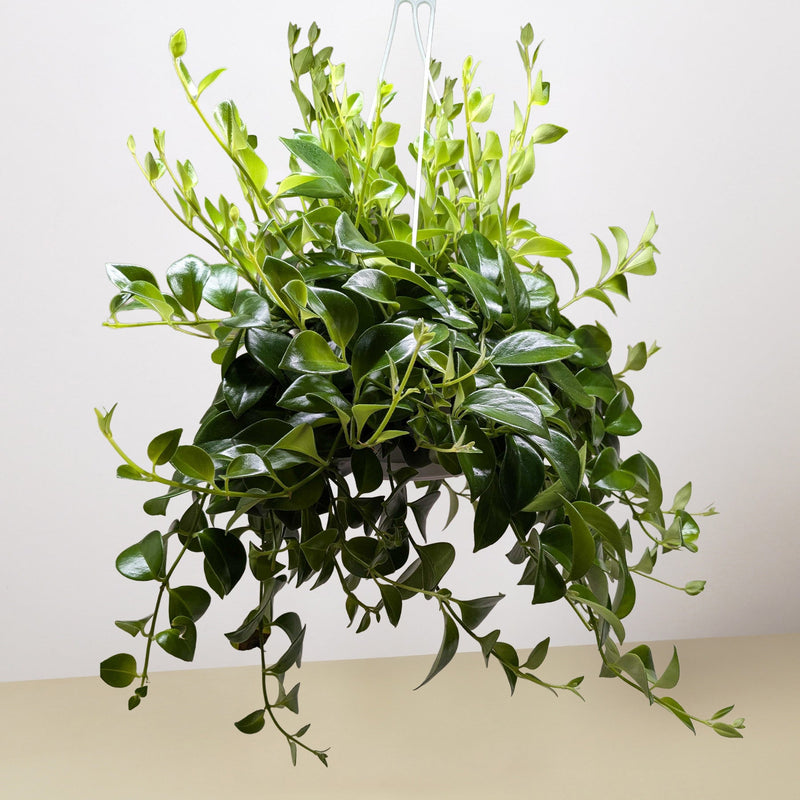 Load image into Gallery viewer, Lipstick Plant

