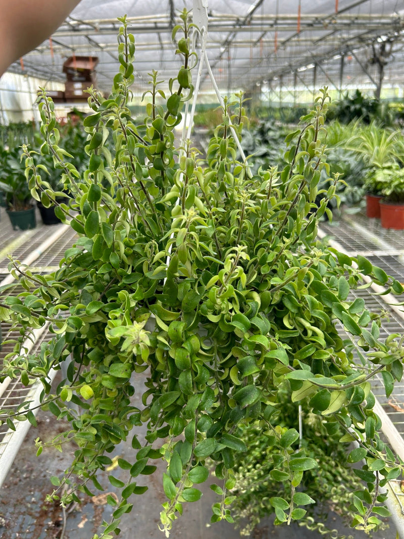 Load image into Gallery viewer, Curly Lipstick Plant
