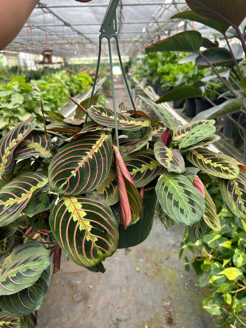 Load image into Gallery viewer, Maranta 'Red Prayer'

