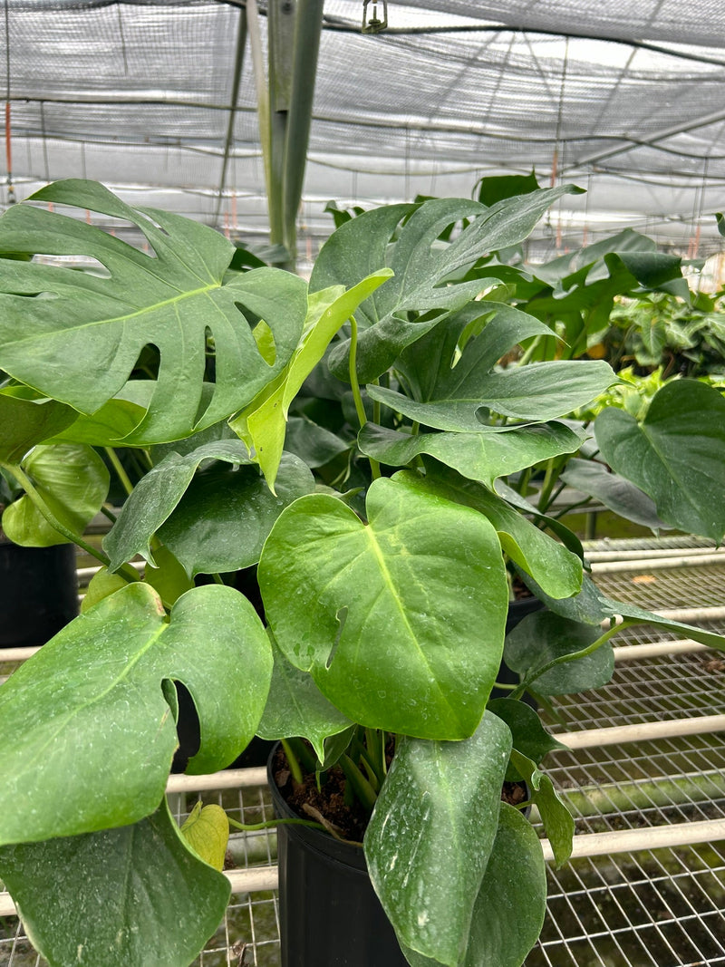Load image into Gallery viewer, Monstera 'Split-Leaf'
