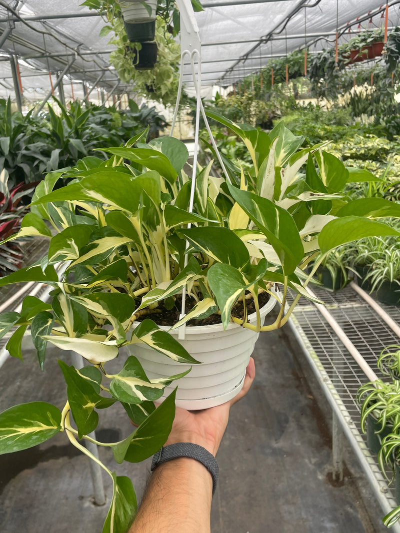 Load image into Gallery viewer, Pothos 'Mutant Manjula'
