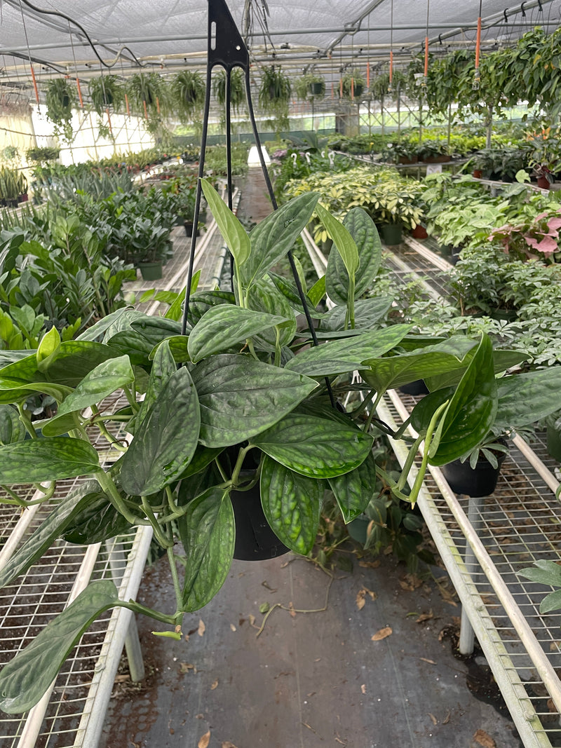 Load image into Gallery viewer, Monstera 'Peru'
