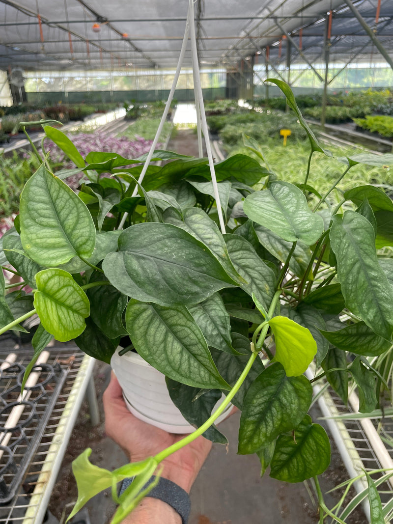 Load image into Gallery viewer, Monstera 'Siltepecana'
