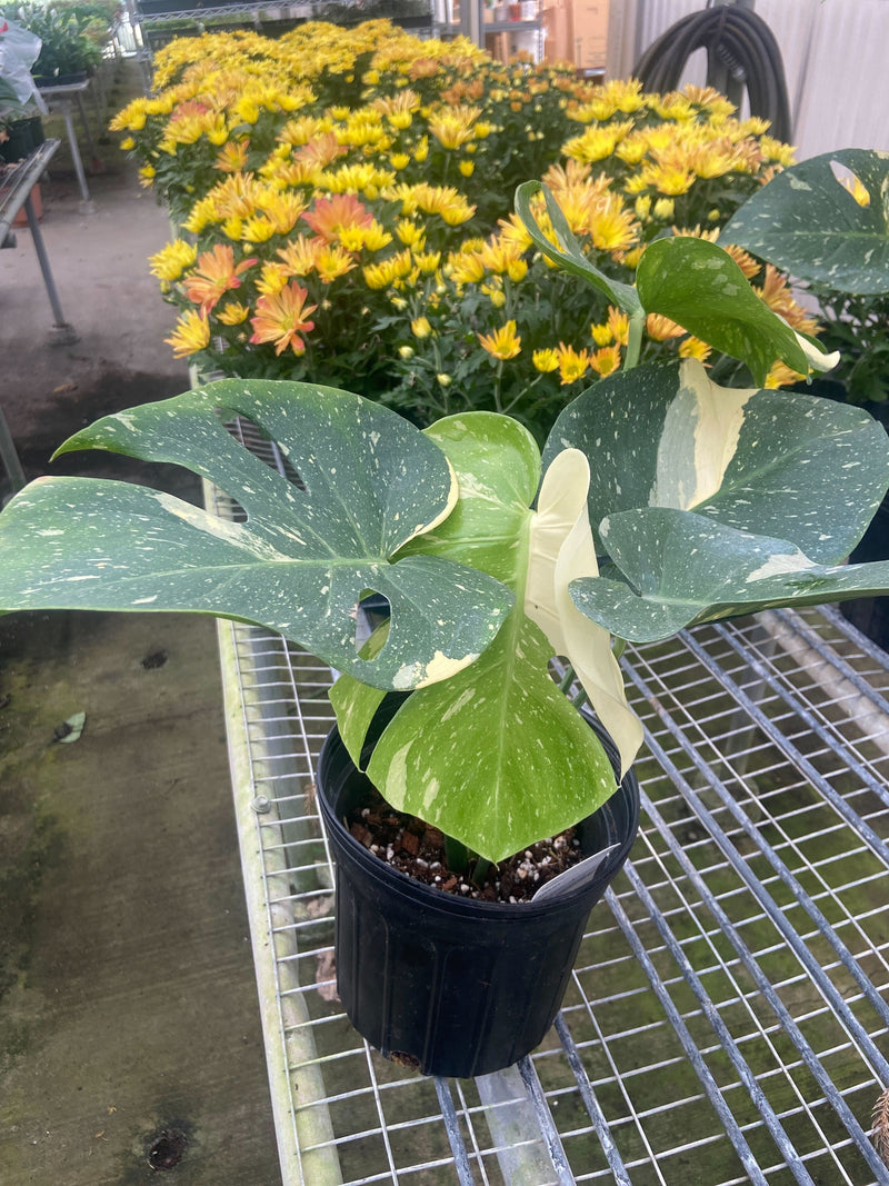 Load image into Gallery viewer, Monstera 'Thai Constellation'
