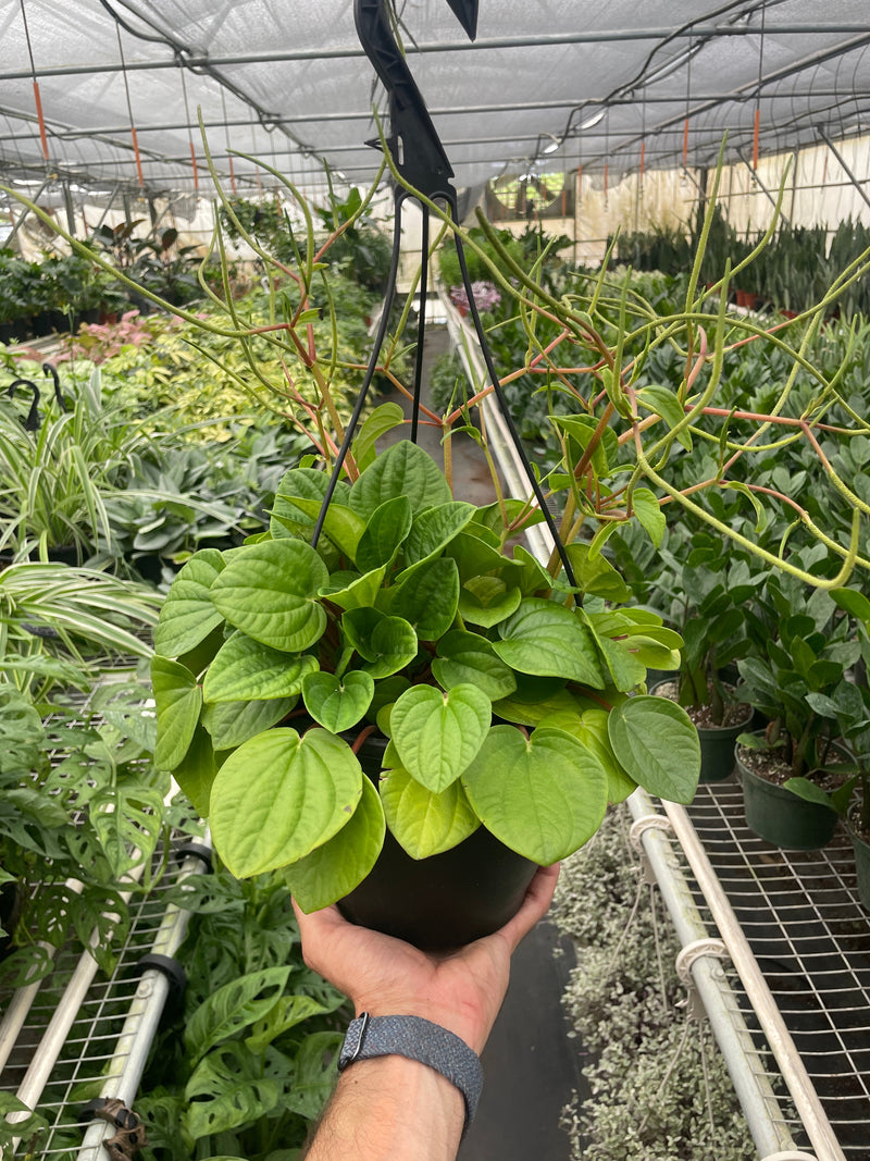Load image into Gallery viewer, Peperomia 'Rana Verde'
