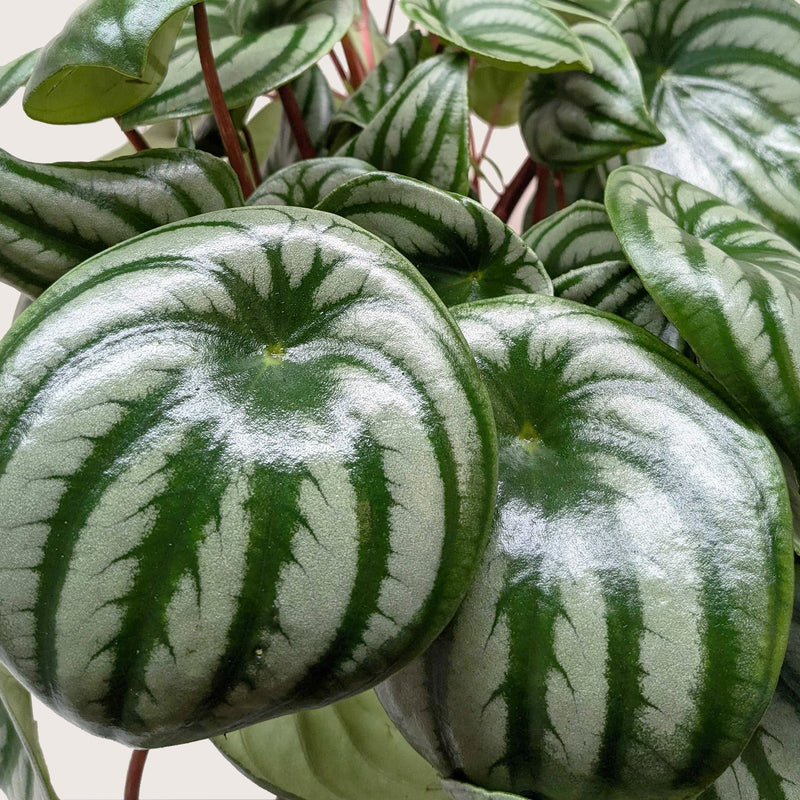 Load image into Gallery viewer, Peperomia 'Watermelon'
