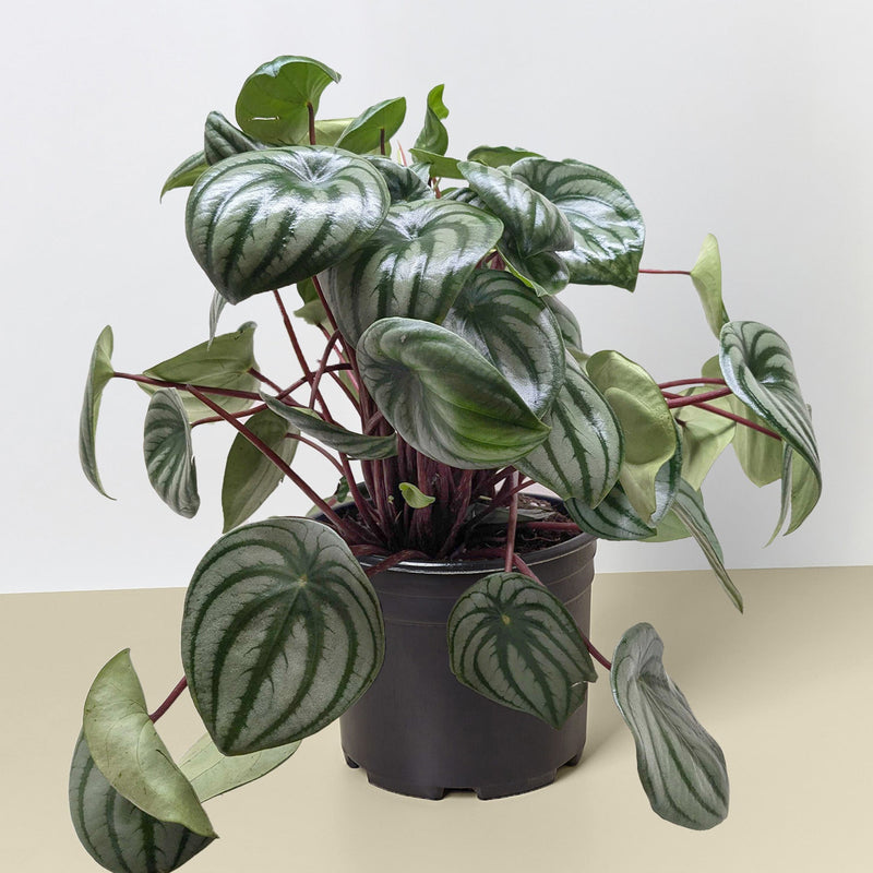Load image into Gallery viewer, Peperomia 'Watermelon'
