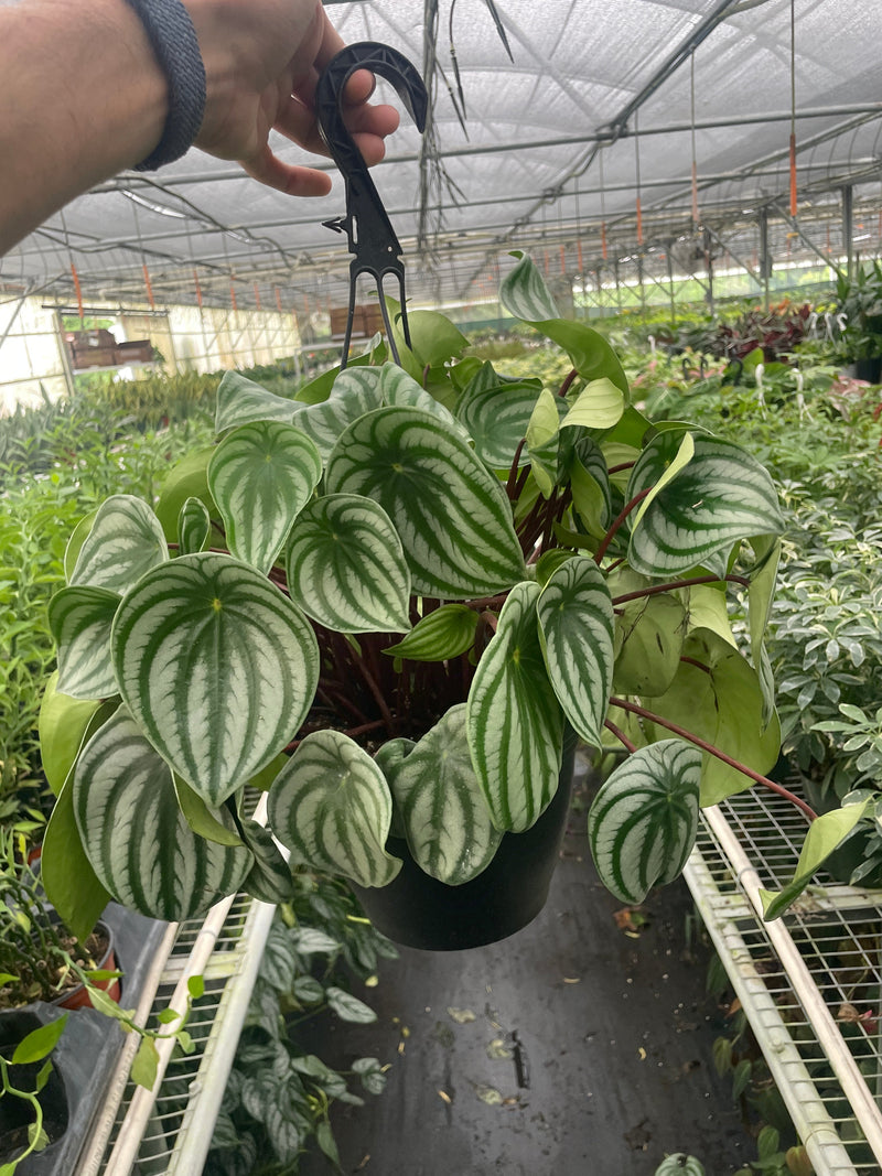 Load image into Gallery viewer, Peperomia 'Watermelon Variegated'

