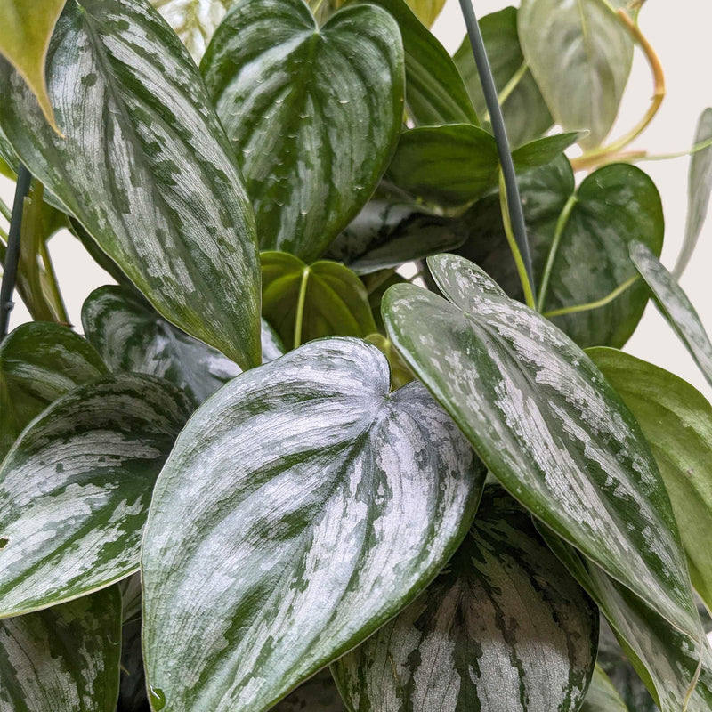 Load image into Gallery viewer, Philodendron 'Brandi'
