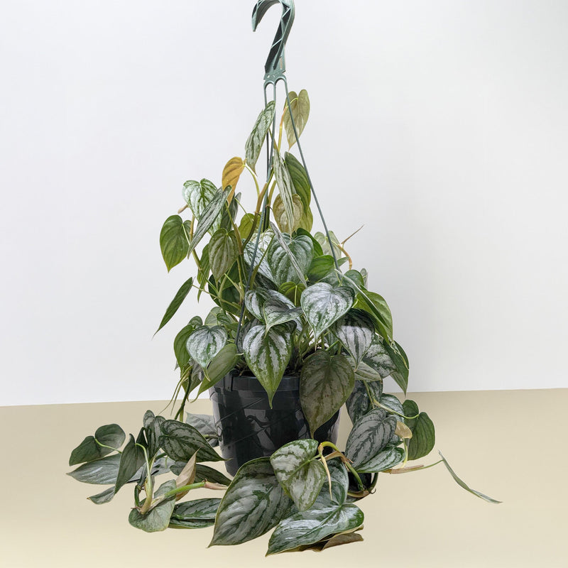 Load image into Gallery viewer, Philodendron 'Brandi'
