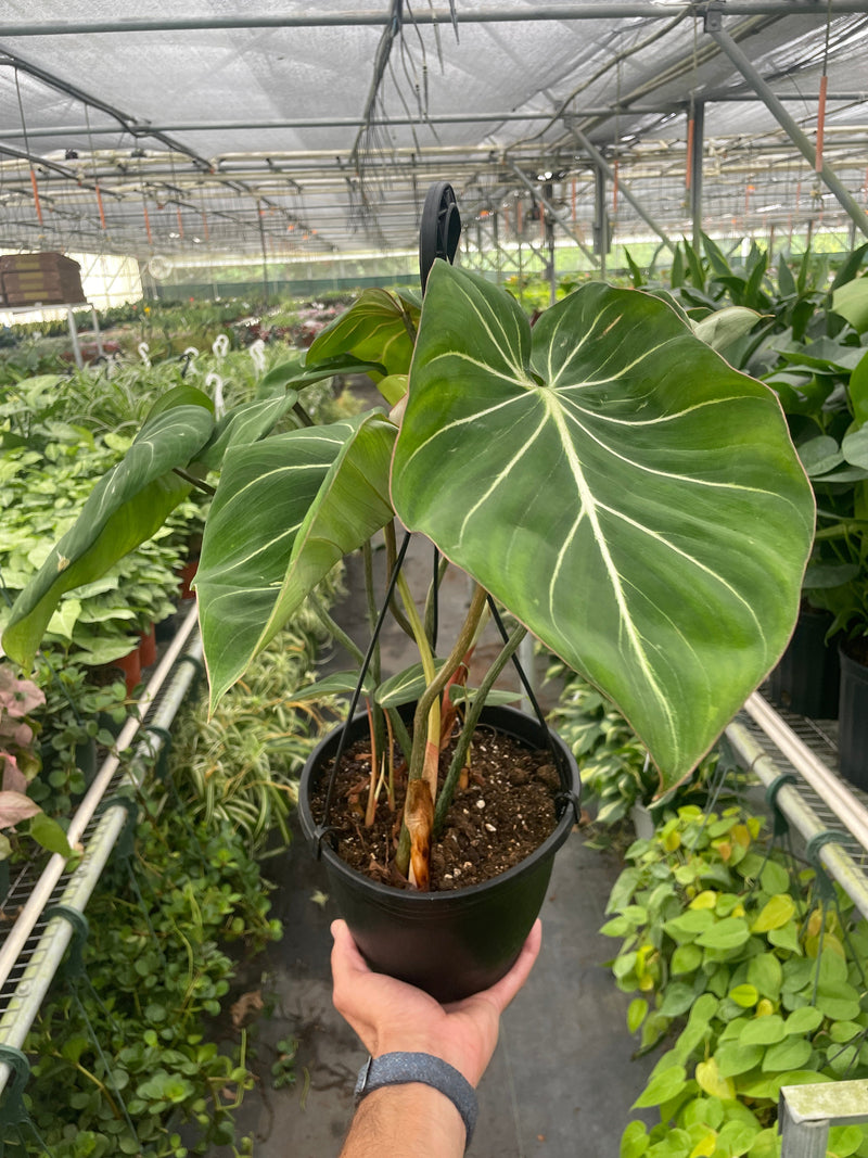 Load image into Gallery viewer, Philodendron 'Gloriosum'
