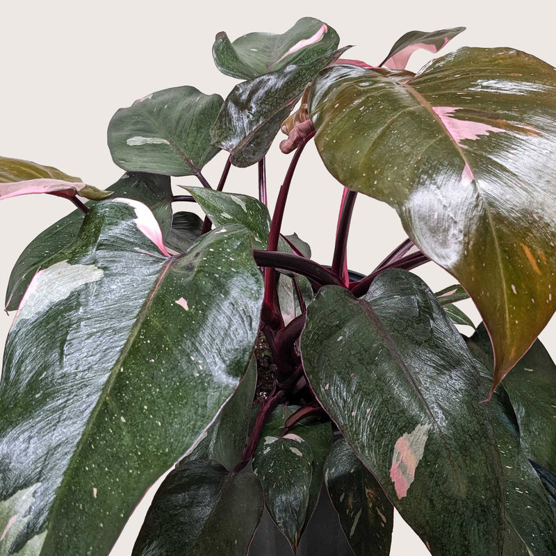 Load image into Gallery viewer, Philodendron 'Pink Princess'
