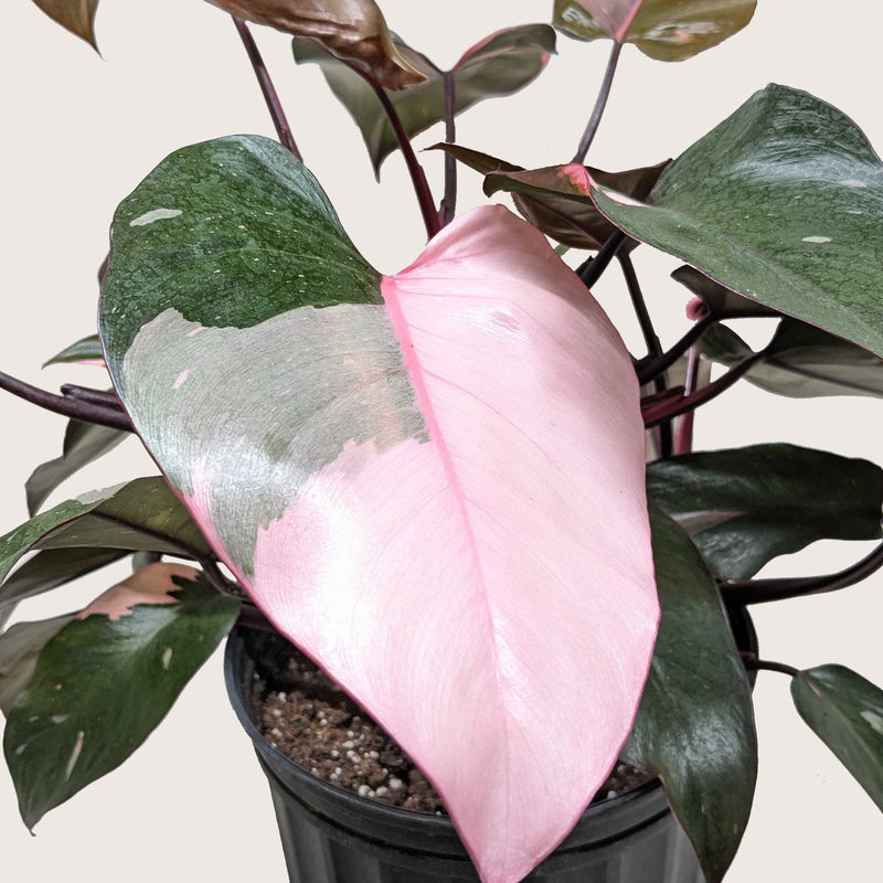 Load image into Gallery viewer, Philodendron 'Pink Princess'
