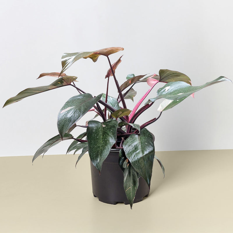 Load image into Gallery viewer, Philodendron 'Pink Princess'
