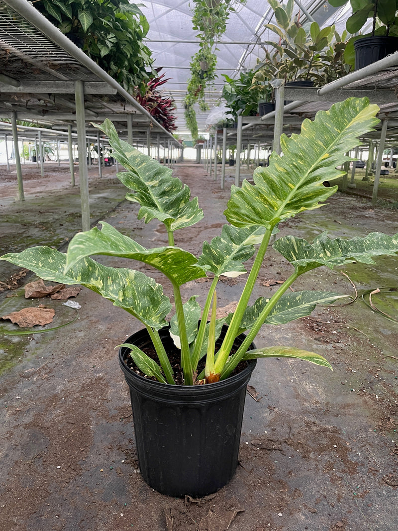 Load image into Gallery viewer, Philodendron 'Variegated Ring of Fire '

